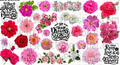 DESIGN #8- Flowers UV DTF Decal Gang Sheet 22"x12"