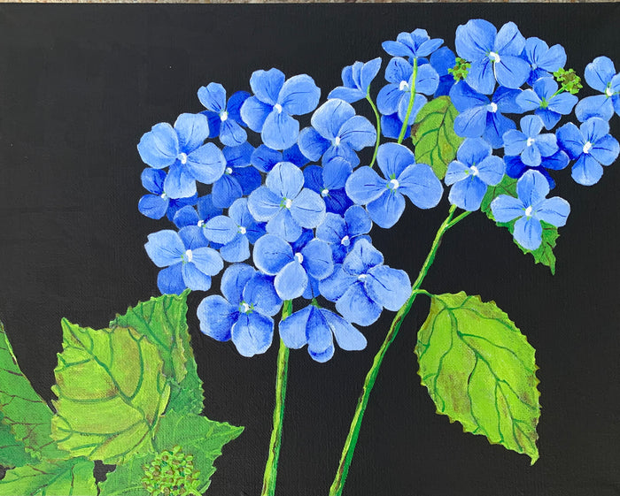 Flowers | Hydrangea