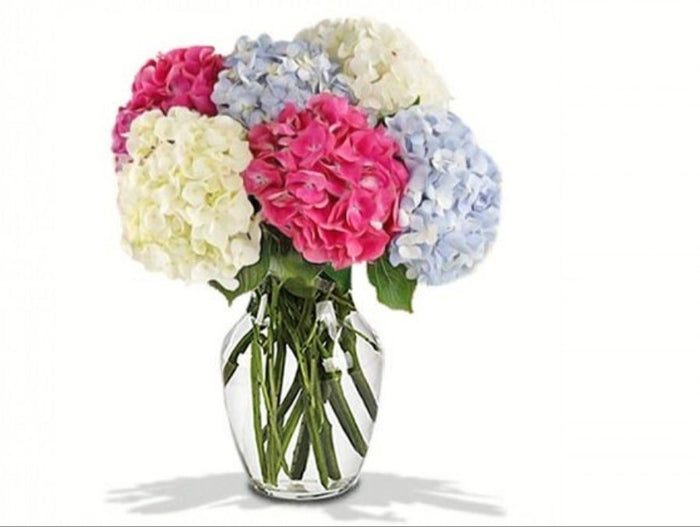 Mixed Hydrangeas