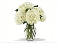 White Ivory Hydrangea in a Vase