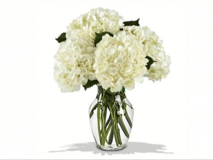 White Ivory Hydrangea in a Vase